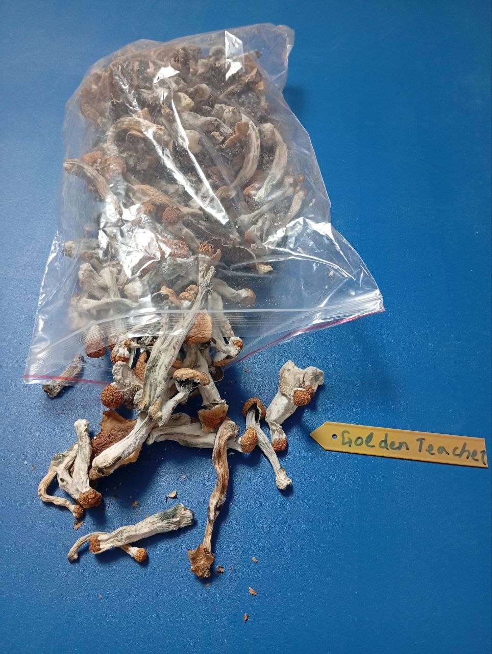 10g Mushrooms🍄
